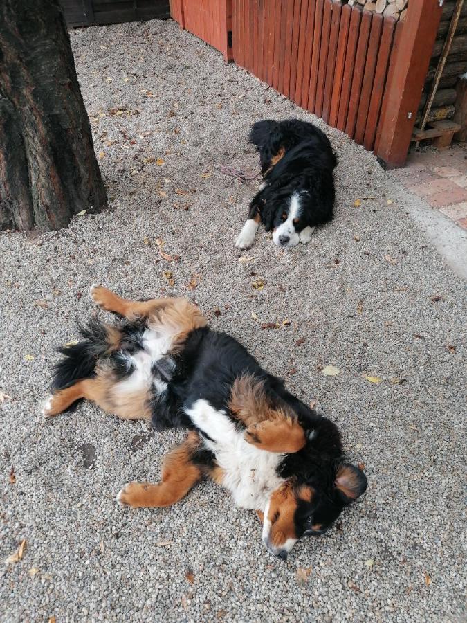 Kata vendégház Bük Esterno foto
